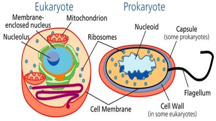 Which of the Following Clues Would Tell You if a Cell is Prokaryotic or Eukaryotic